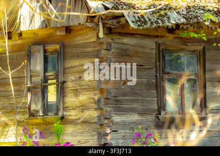 Old abandoned wooden cabin corner with rustic windows and purple flowers in bright sunlight Stock Photo