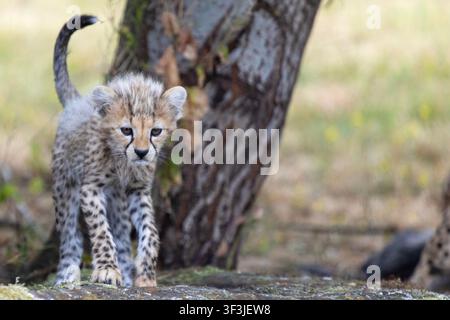 Young cheetah cub walking across a rock. Close-up wildlife-style portrait of an endangered big cat displaying distinctive spotted fur and juvenile fea Stock Photo