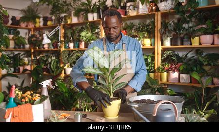 Focused successful African male florist replanting flowers in florist shop using soil wearing apron and gloves. Professional caring focused man taking Stock Photo