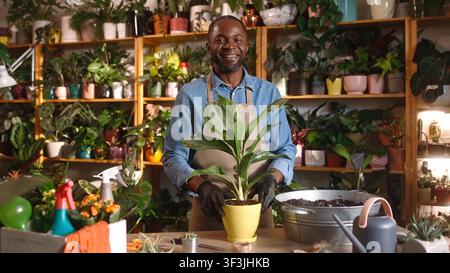 Focused successful African male florist replanting flowers in florist shop using soil wearing apron and gloves. Professional caring focused man taking Stock Photo