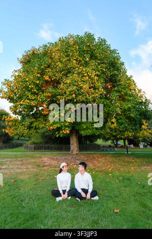 Happy asian couple in white sweater sitting on green grass under large maple tree with fall foliage in public park setting during fall season Stock Photo