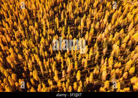 Above of dense golden larch forest with sunlight shines in the morning at Dolomites, Italy Stock Photo
