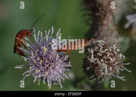 A close up shot of a  pair of Soldier Beetles (Rhagonycha fulva) feeding on Field Scabious  (Knautia arvensis )  . Suffolk, UK. Stock Photo