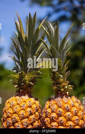Fresh pineapple from the Amazon Rainforest, photo taken in the fields with a smooth green background from the vegetation of the region. Stock Photo