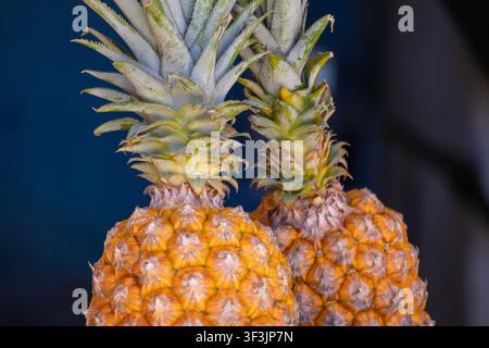 Fresh pineapple from the Amazon Rainforest region of Brazil, vibrant yellow with incredible texture and symmetry patterns. Stock Photo