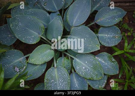 Hosta leaves covered with raindrops in a lush garden after rainfall. Stock Photo