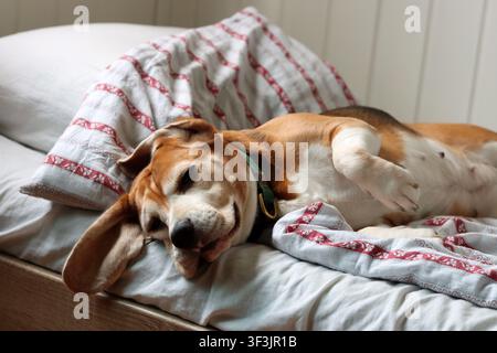 Cute Beagle dog sleeping peacefully on a cozy bed in the morning. Relaxed family pet enjoying comfort, warmth, and a quiet start to the day indoors. Stock Photo