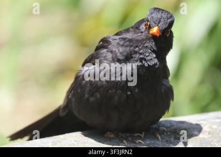 angry-looking Common Blackbird, adult male, all-black plumage, striking orange-yellow bill, eyering, resting on branch (Turdus-merula, true-thrush) (m Stock Photo
