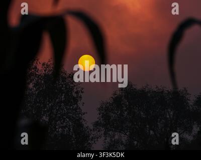View of the sun setting behind silhouetted trees in Nhila, Teknaf, Cox's Bazar, Chittagong Division, Bangladesh. Stock Photo