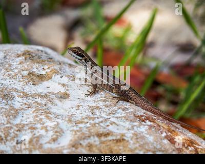 Close-up of a brown ground lizard with turquoise blue speckled scales resting on a weathered white rock in a garden Stock Photo