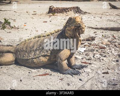 Large rock iguana with spiny dorsal crest and dewlap standing on a sandy shell beach with other iguanas nearby Stock Photo
