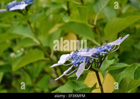 Blue Lacecap Hydrangea in a Japanese Garden, Tokyo, Japan Stock Photo