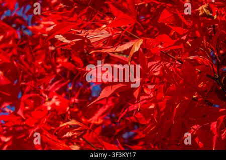 Brilliant red Japanese maple (Acer palmatum) leaves glowing in autumn sunlight. Vibrant fall foliage creates a colorful natural background, perfect fo Stock Photo