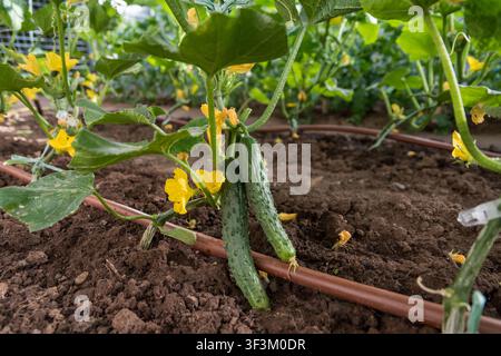 Close-up of two young cucumbers growing on a healthy plant inside a greenhouse. Ground-level view with vegetable rows softly blurred in the background Stock Photo