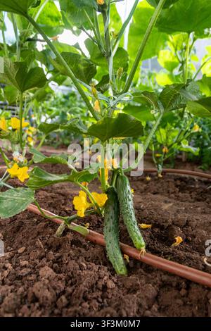 Vertical close-up of two young cucumbers and yellow blossoms growing on a healthy plant in a greenhouse. Ground-level perspective with rows of vegetab Stock Photo