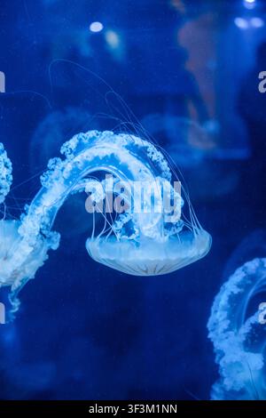 Purple striped Jellyfish. Medusa in the neon light in Aquarium Stock Photo