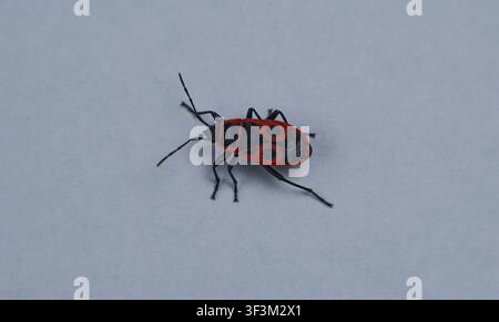 red beetle on a white background, macro image Stock Photo