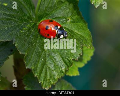 Seven-spot ladybird (Coccinella septempunctata) sitting on a green currant leaf in a garden. Stock Photo