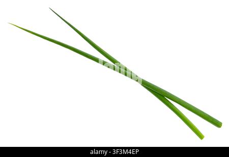 Green onion, fresh chives isolated on white background Stock Photo