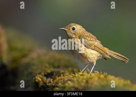 Juvenile European robin Erithacus rubecula perched on a mossy ground, speckled plumage, side view with soft blurred background. Stock Photo