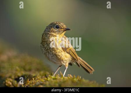 Juvenile European robin Erithacus rubecula perched on a mossy ground, speckled plumage, side view with soft blurred background. Stock Photo