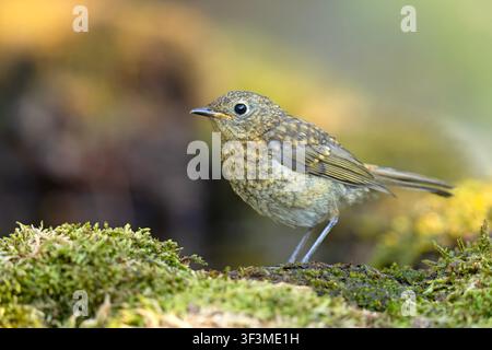 Juvenile European robin Erithacus rubecula perched on a mossy ground, speckled plumage, side view with soft blurred background. Stock Photo