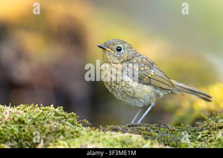 Juvenile European robin Erithacus rubecula perched on a mossy ground, speckled plumage, side view with soft blurred background. Stock Photo