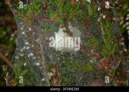 Nursery web of Predatory spider, also known as Cunning spieder, in blooming Heather Stock Photo