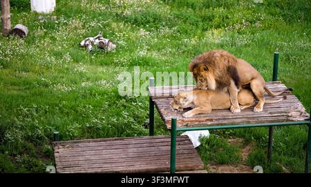 Lion and lioness mating on wooden platform in grassy field Stock Photo