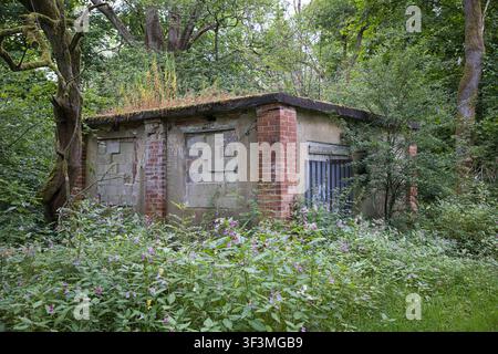 Derelict and abandoned red brick building at Healey Dell, Rochdale, UK, showing bricked up windows and wild bushes with vegetation overgrowth. Stock Photo