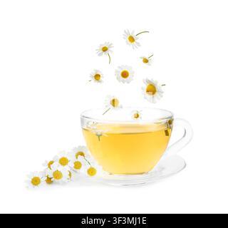 Chamomile flowers falling into cup with hot tea on white background Stock Photo
