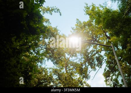 Bright glowing LED street lamp post among green park trees under sky Stock Photo