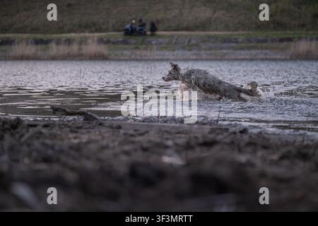 Active dog splashing through shallow lake water during an outdoor walk. Energetic pet enjoying exercise, play and freedom in nature. Dynamic action sc Stock Photo