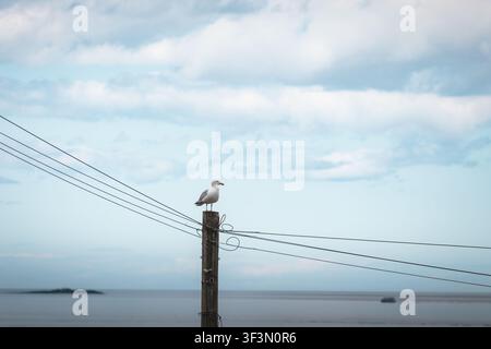 Herring Gulls in Coastal Habitat on the Farne Islands, Northumberland, Captured in Natural Summer Light Stock Photo