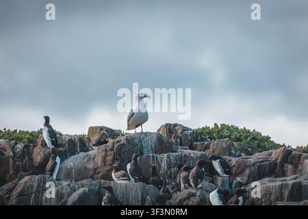 Herring Gulls in Coastal Habitat on the Farne Islands, Northumberland, Captured in Natural Summer Light Stock Photo