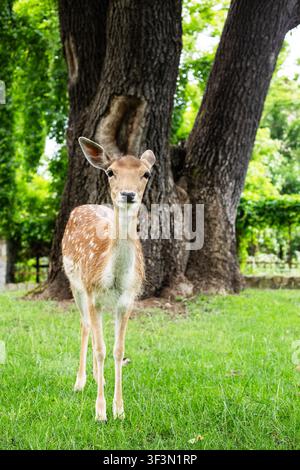 European fallow deer (Dama dama) stands on green grass in forest. Young spotted deer looking at camera, close up portrait. Stock Photo