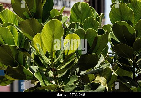 A Clusia rosea, commonly known as the Autograph Tree or Pitch Apple. Stock Photo