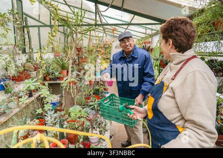 Happy mature man in a flat cap smiles while offering a small colorful pot to a woman in a denim apron inside a lush home greenhouse packed with succul Stock Photo