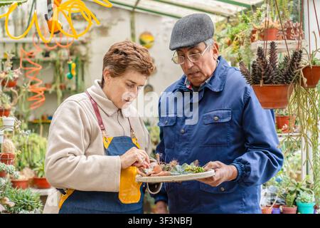 Focused older man and woman lean over a flat tray holding small succulent seedlings inside their home greenhouse, surrounded by hanging cacti and colo Stock Photo