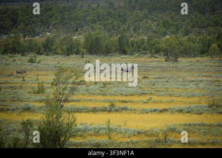 Two moose in a vast green and yellow landscape with trees in the background, a female moose (Alces alces) with her calf in the middle of a landscape, Stock Photo