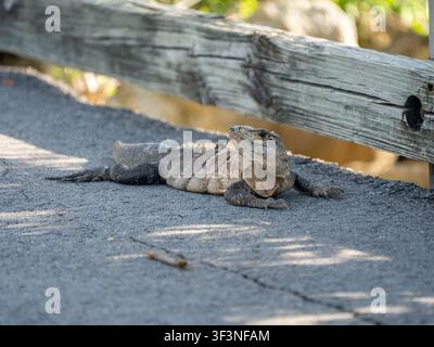 A massive grey adult iguana (Iguana iguana) lies completely flat on an asphalt path, resting its long, heavy body right next to a wooden fence. Stock Photo
