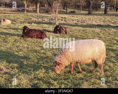 A sheep stands on the meadow in the sunset light and tastes the grass. In the background, two dark brown sheep are lying relaxing on the pasture. A gr Stock Photo