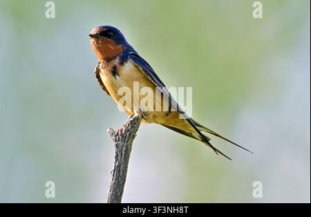 An adult Barn Swallow perched on a dead willow branch watching for flying insects. Stock Photo