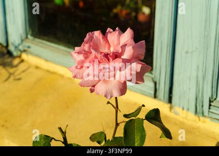A soft pink rose blooms gracefully before a pastel blue window shutter and warm yellow wall in peaceful sunlight. Stock Photo