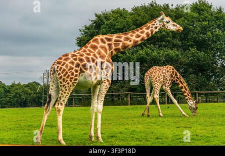 Two giraffes stand and graze on bright green grass inside a fenced wildlife park in Ireland. The tall African animals with long necks and spotted fur Stock Photo
