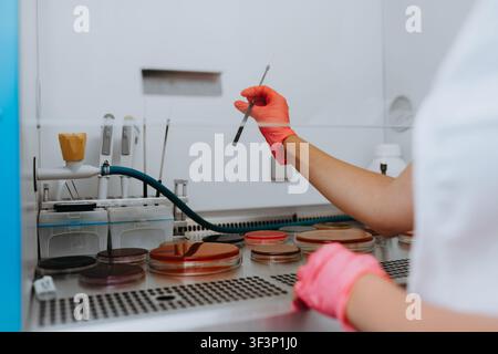 Gloved Technician Working With Petri Dishes in a Microbiology Laboratory Laminar Flow Hood for Culture Testing Stock Photo