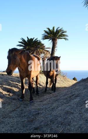 Two wild Misaki horses standing on a grassy hill near sago palm trees under a clear blue sky in Japan. Stock Photo