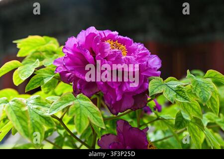 Purple tree peony flower blooming on green shrub in morning light near traditional temple building in Beijing China Stock Photo