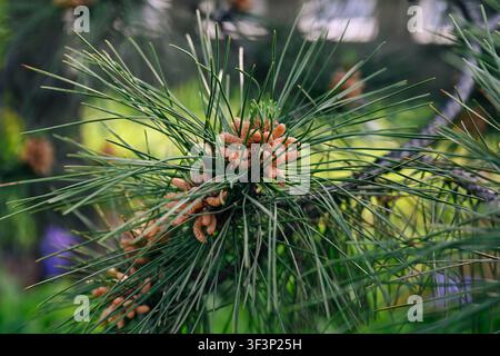 Male pollen cones growing on green pine tree branch with sharp needles close up in public park in Beijing China Stock Photo
