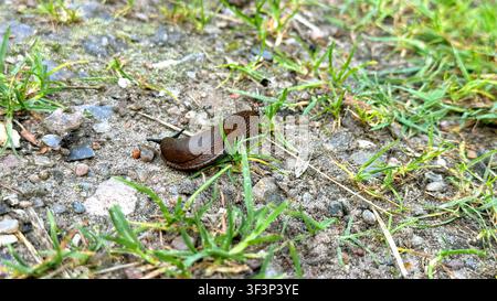 Brown garden snail crawling on a gravel surface surrounded by green grass and small stones Stock Photo